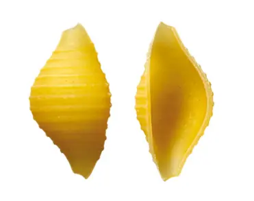 Conchiglie.webp